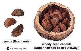 Brazil Nut Paradise Nut Cashew
