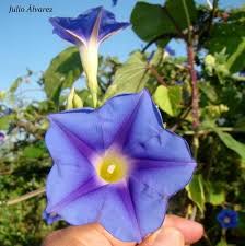 Image result for Ipomoea parasitica