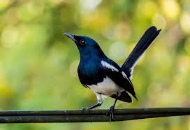Salah satu hewan peliharaan yang juga menjadi favorit banyak orang, apalagi para pria adalah burung. Jenis Burung Peliharaan Di Rumah Contoh Lif Co Id