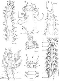Image result for Schizochilus lepidus