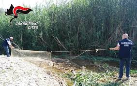 Carnevale di termini imerese, tradizionali sfilate dei carri allegorici, vere e proprie opere d'arte, frutto della maestria dei nostri maestri artigiani della cartapesta. Sorpreso Mentre Catturava Cardellini A Termini Imerese Palermitano Denunciato Giornale Di Sicilia