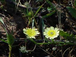 Image result for Tolpis