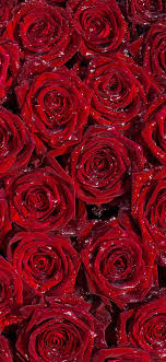 2560x1600 rote rosen, rote herzen, valentinstag, rose blã¼tenblã¤tter. Red Roses Background Wallpaper Iphone Pro Ma Wallpaper Red Roses Wallpaper Red Roses Background Wallpaper Iphone Roses