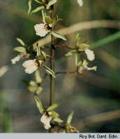 Image result for Eulophia sp. nov.