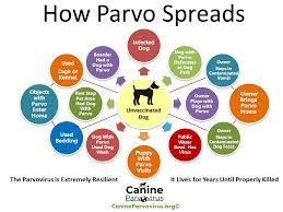 What Dog Owners Need To Know About Parvovirus - Spca Albrecht