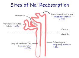 Image result for Loop Diuretic
