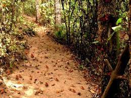 Santuario Mariposa Monarca Turismo En Mexico Viajes En Mexico Viajes
