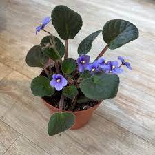 Image result for Saintpauliopsis