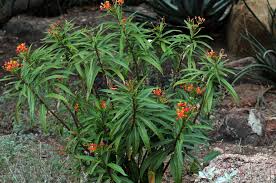 Image result for Asclepias curassavica
