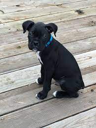 Dam comes from anchorage, alaska. This Is Apollo Creed My Black Boxer Puppy Pics