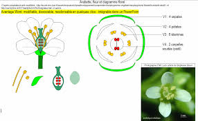 Arabette Fleur Et Diagramme Floral Banque De Schemas Svt Academie De Dijon