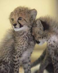 San Diego Zoo Safari Park Cheetah Cubs Cute Baby Animals Baby Animals