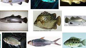 Persekitaran ini adalah berbeza dengan keadaan di air masin dalam banyak cara, yang paling ketara adalah tahap kemasinannya. Pin Di About Fish