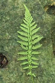 Image result for Amauropelta