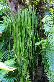 Image result for Vittaria