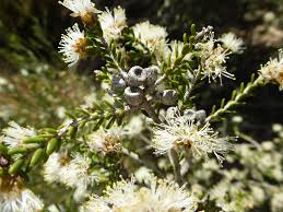 Image result for Melaleuca sp. A (Biegel 5741)