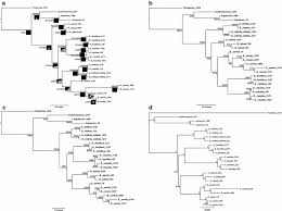 Image result for Bolusiella iridifolia