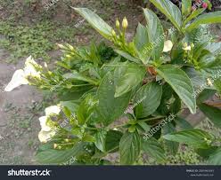 Image result for Asystasia mysorensis