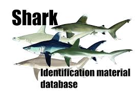 Identification Materials On Sharks Cites