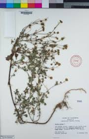 Image result for Bidens oligoflora