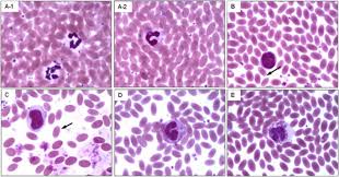 Are you looking for the best downloadable software on the internet? Morphometric Haematological And Physio Biochemical Characterization Of Bactrian Camelus Bactrianus Camel At High Altitude Bmc Veterinary Research Full Text