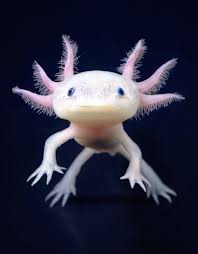 26 Endangered Animals We Need To Save Now Cn Traveller