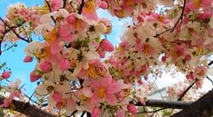 These are smaller trees notable for a burst of spring flowers! Balayong The Philippine Cherry Blossom Agriculture Monthly