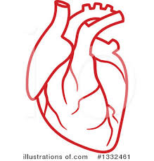 5 wonderful antique anatomical heart pictures! 10 Human Heart Clipart Preview Human Heart Color Hdclipartall