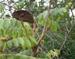 Image result for Xylia africana