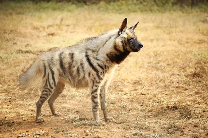 Driving Away India's Wildlife: Striped Hyena Struggles for Life After Hit & Run - Wildlife SOS