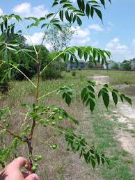 Image result for Melia azedarach