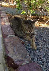 As the storm approached last week, officials ordered a full evacuation of the. Met A Five Toed Cat At The Ernest Hemingway House In Key West Florida Cats