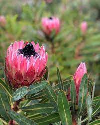 Protea Pinita In 2021 Flower Field Flowers Plants