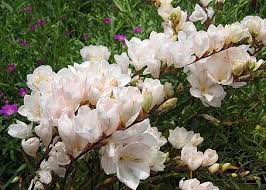 Image result for Tritonia