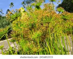 Image result for Cyperus haspan