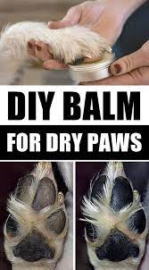 Diy Paw Balm For Dry Dog Paws Dry Dog Paws Dog Paw Care Dog Paws