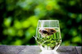 Make the most of your brew by using water under 80°c or 176°f , brewing for 5 to 15 minutes, and adding citrus juice to your tea. Does Green Tea Help Beard Growth My Beard Gang