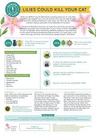 Are Lilies Poisonous To Cats Can Lilies Kill Your Cat Toxic Plants For Cats Cat Safe Plants Cat Care
