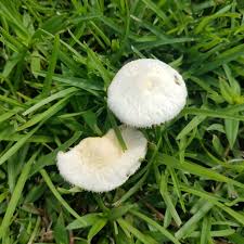 They look just like the mushrooms i had one night in a soup. Here S Why Mushrooms Show Up In The Landscape