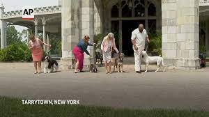 Westminster Dog Show Results Wasabi The Pekingese Best In Show King5 Com