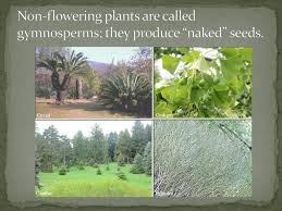 Maybe you would like to learn more about one of these? How Are Plants Sorted Into Groups Ppt Download