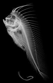 X Ray Image Of A Red Indian Fish Australian Museum Xray Art X Ray X Ray Images