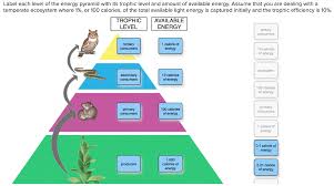 They get that 10% of energy stored by the producer. Label Each Level Of The Energy Pyramid With Its Chegg Com