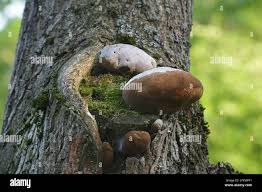 Image result for Phellinus igniarius