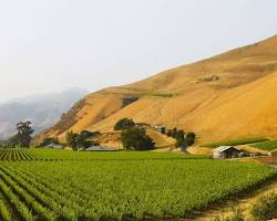 Image of Paso Robles vineyards