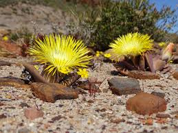 Image result for Meiostemon tetrandrus