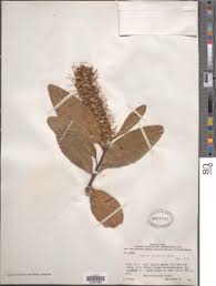 Image result for Faurea rochetiana