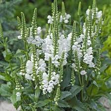 Crystal Peak Obedient Plant White Plants Plants Flowers Perennials