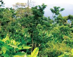 The system can be designed to produce fruits, vegetables, grains, flowers, herbs, bioenergy feedstocks, and more. International Partnership For The Satoyama Initiative Home Garden Agroforestry Practices In The Gedeo Zone Ethiopia A Sustainable Land Management System For Socio Ecological Benefits
