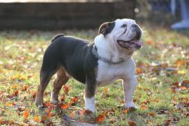 We did not find results for: Englische Bulldoggen Zucht True Color Bulls De Bulldoggen Nebkc Ev